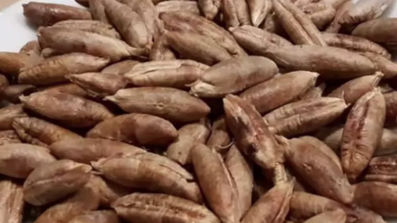 Foto - Hurma çekirdeklerini sakın çöpe atmayın! İşte o verdiği şifalar...