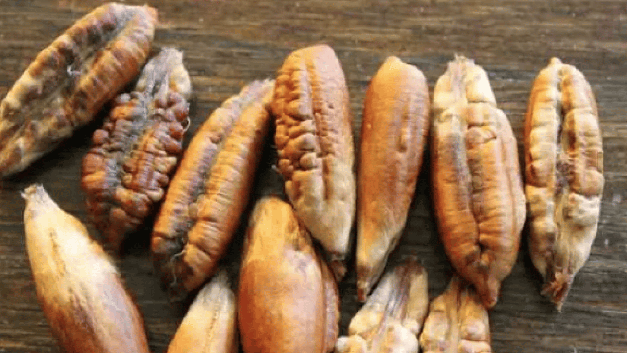 Hurma çekirdeklerini sakın çöpe atmayın! İşte o verdiği şifalar...