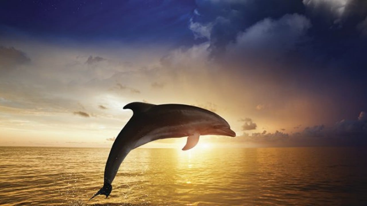 Foto - Hürmüz'ün üstü gibi altı da perişan halde