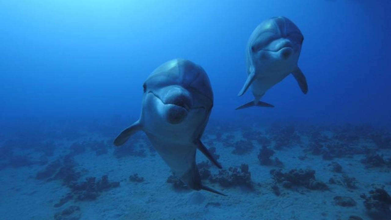 Foto - Hürmüz'ün üstü gibi altı da perişan halde