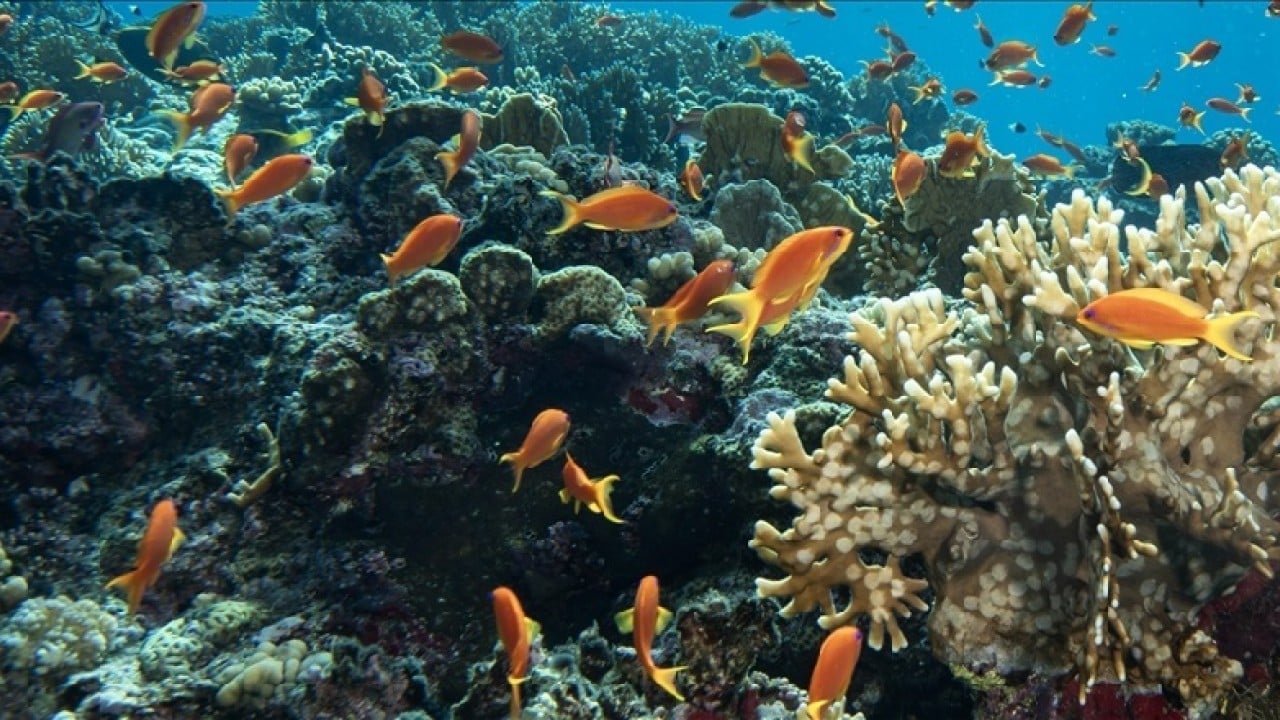 Foto - Hürmüz'ün üstü gibi altı da perişan halde