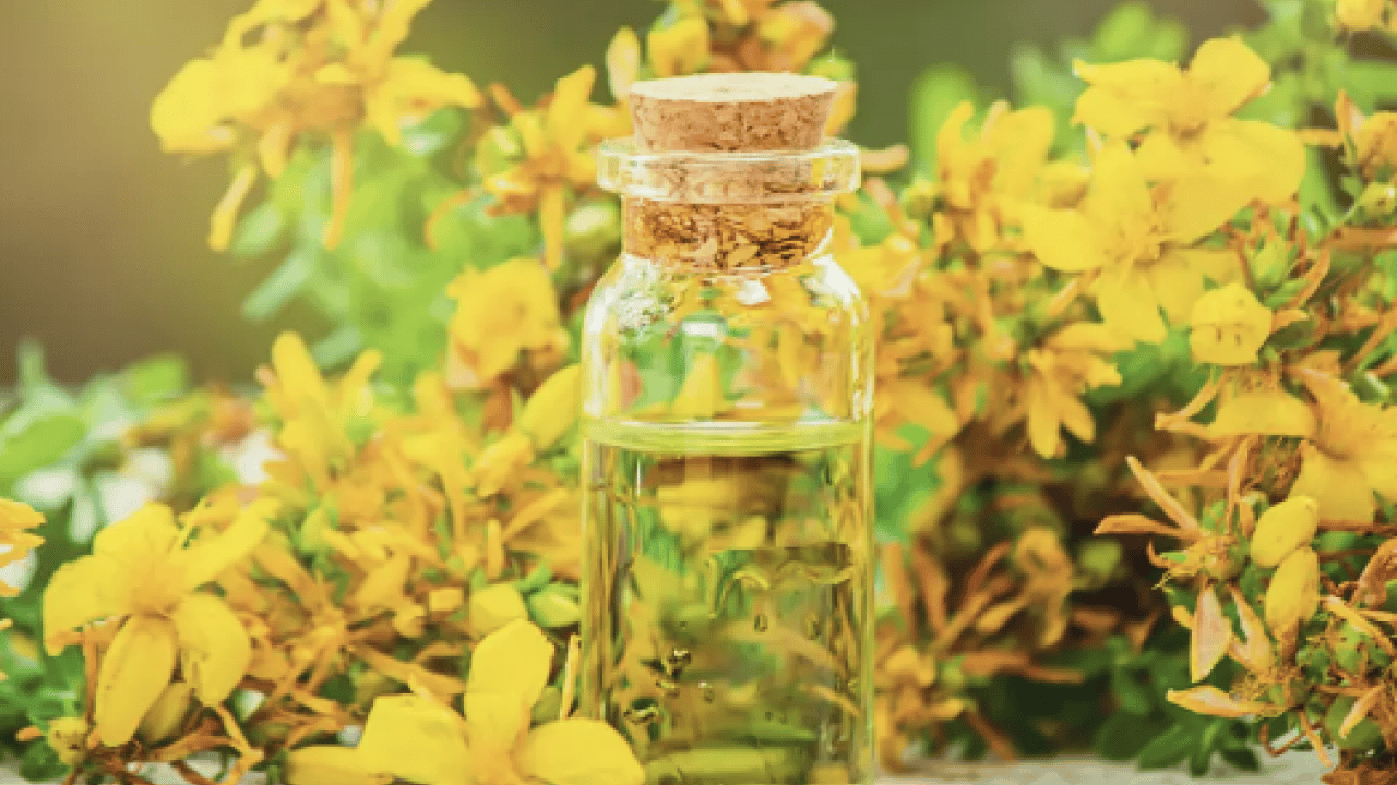 Foto - Hypericum perforatum: Yanık ve yaraların bir numaralı bitkisi! Yol kenarında dahi yetişiyor