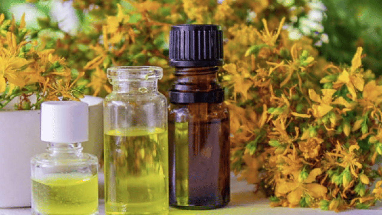 Foto - Hypericum perforatum: Yanık ve yaraların bir numaralı bitkisi! Yol kenarında dahi yetişiyor