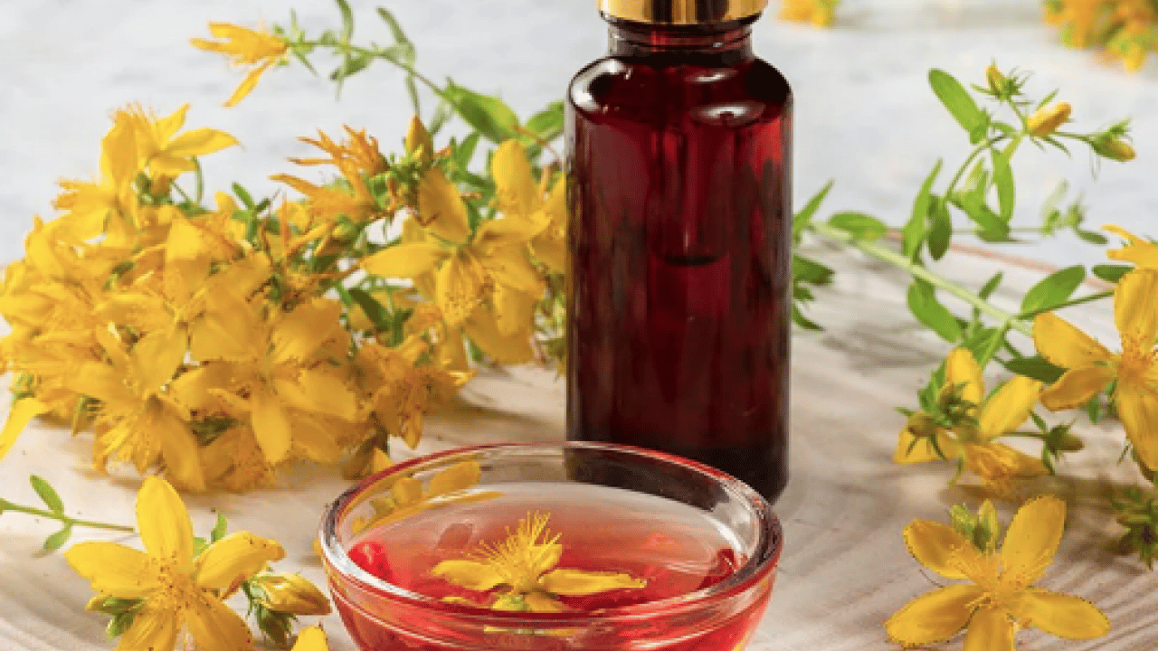 Foto - Hypericum perforatum: Yanık ve yaraların bir numaralı bitkisi! Yol kenarında dahi yetişiyor