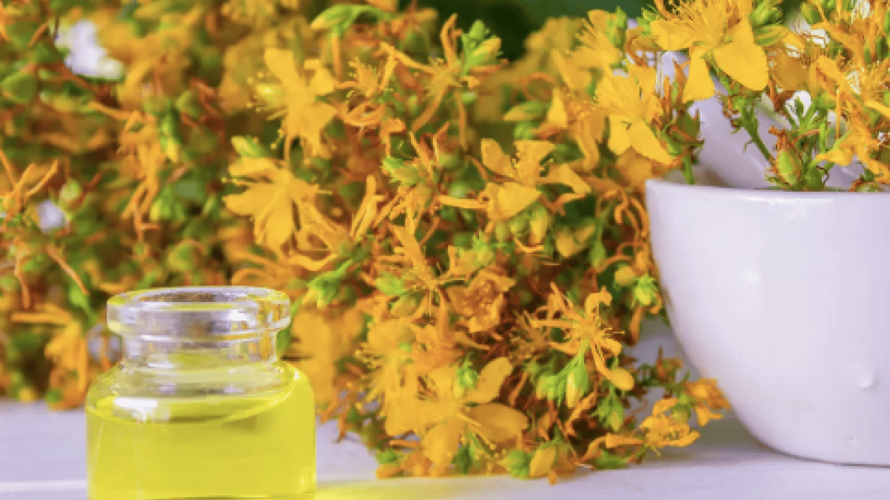 Foto - Hypericum perforatum: Yanık ve yaraların bir numaralı bitkisi! Yol kenarında dahi yetişiyor