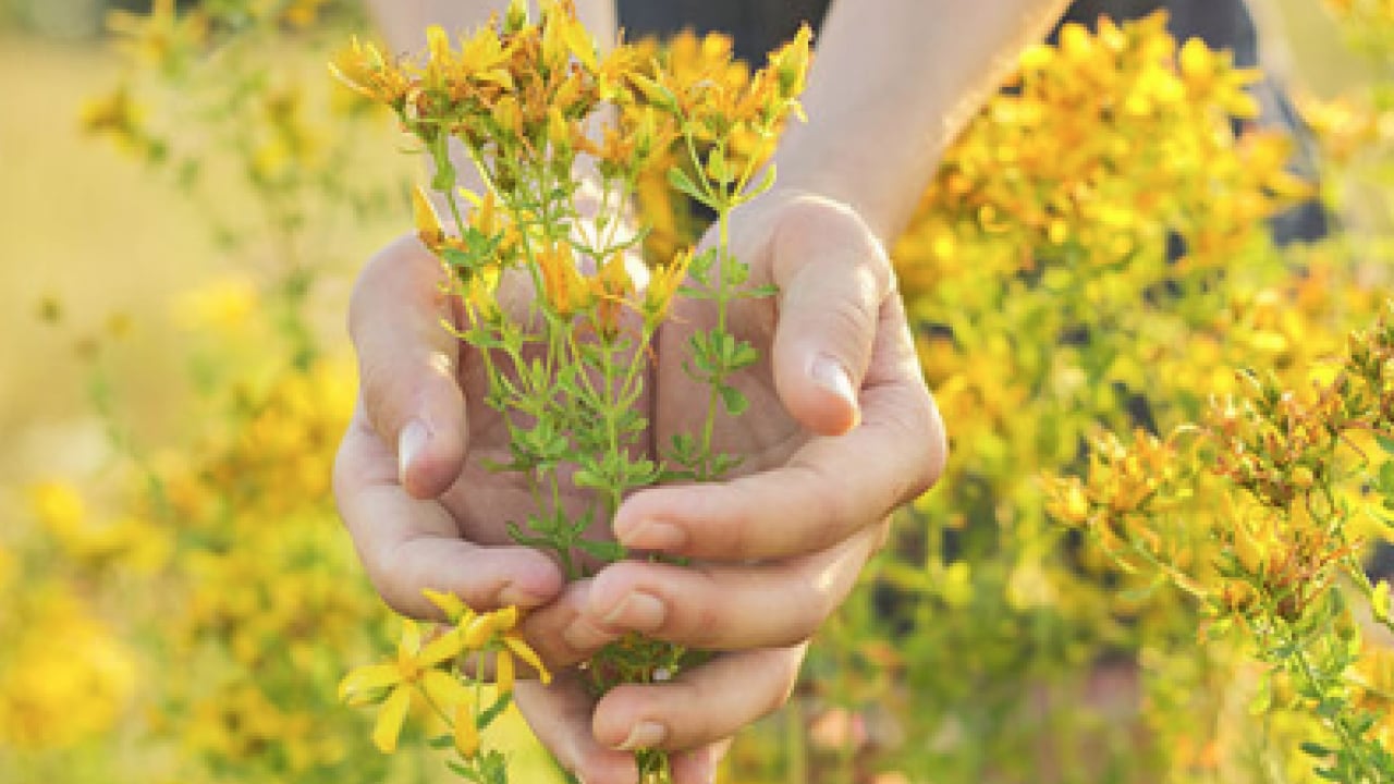 Hypericum perforatum: Yanık ve yaraların bir numaralı bitkisi! Yol kenarında dahi yetişiyor