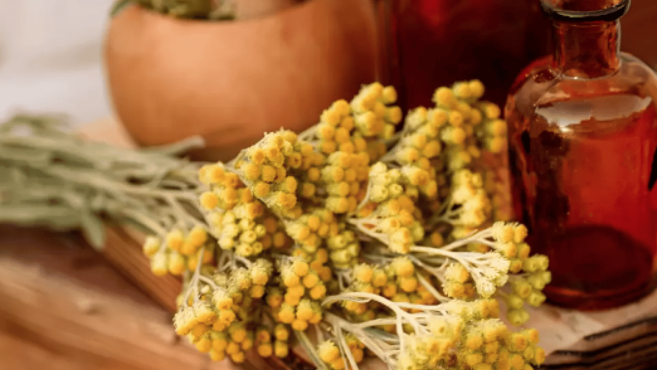 Foto - Hypericum perforatum: Yanık ve yaraların bir numaralı bitkisi! Yol kenarında dahi yetişiyor