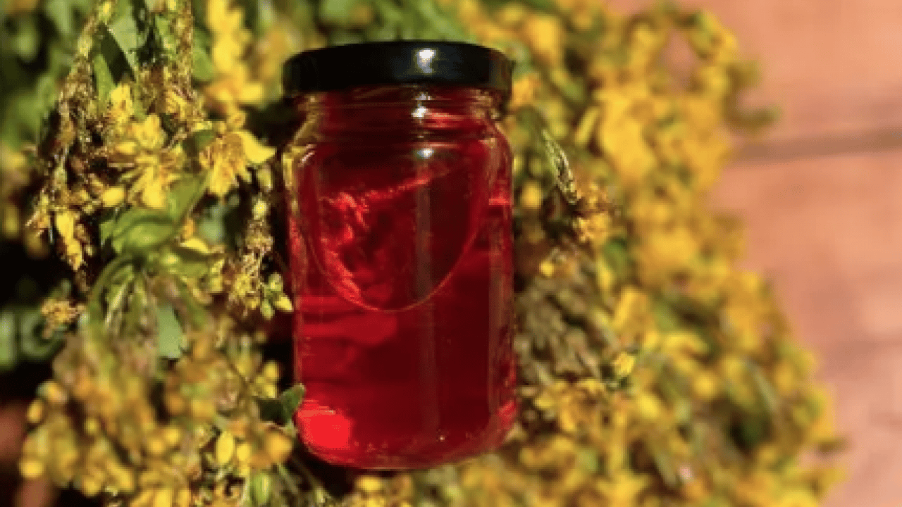 Foto - Hypericum perforatum: Yanık ve yaraların bir numaralı bitkisi! Yol kenarında dahi yetişiyor