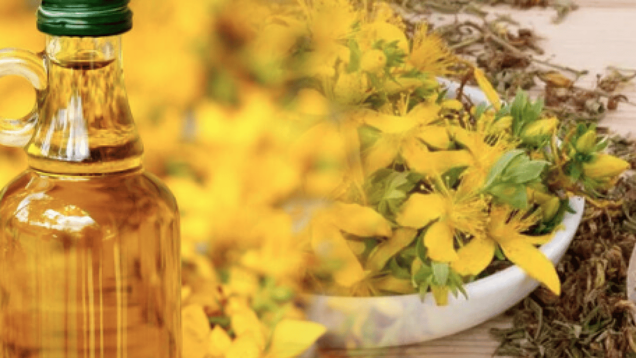 Foto - Hypericum perforatum: Yanık ve yaraların bir numaralı bitkisi! Yol kenarında dahi yetişiyor