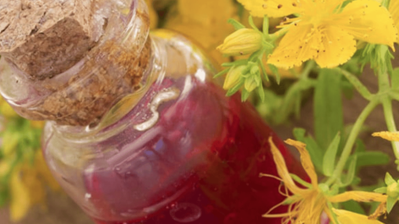 Foto - Hypericum perforatum: Yanık ve yaraların bir numaralı bitkisi! Yol kenarında dahi yetişiyor