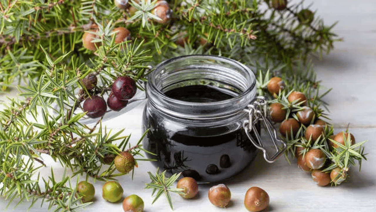 Foto - İbn-i Sina asırlar önce kaleme aldı: Akciğerlere ve kalbe iyi geliyor