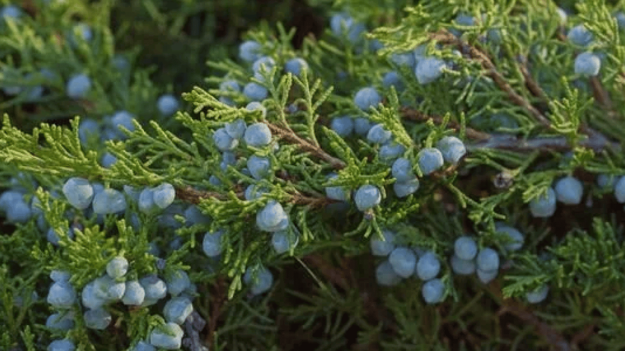 Foto - İbn-i Sina asırlar önce kaleme aldı: Akciğerlere ve kalbe iyi geliyor