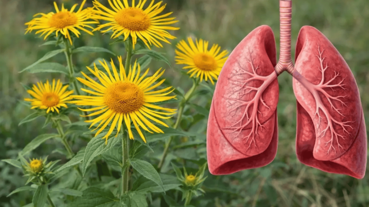 İbn-i Sina asırlar önce kaleme aldı: Akciğerlere ve kalbe iyi geliyor