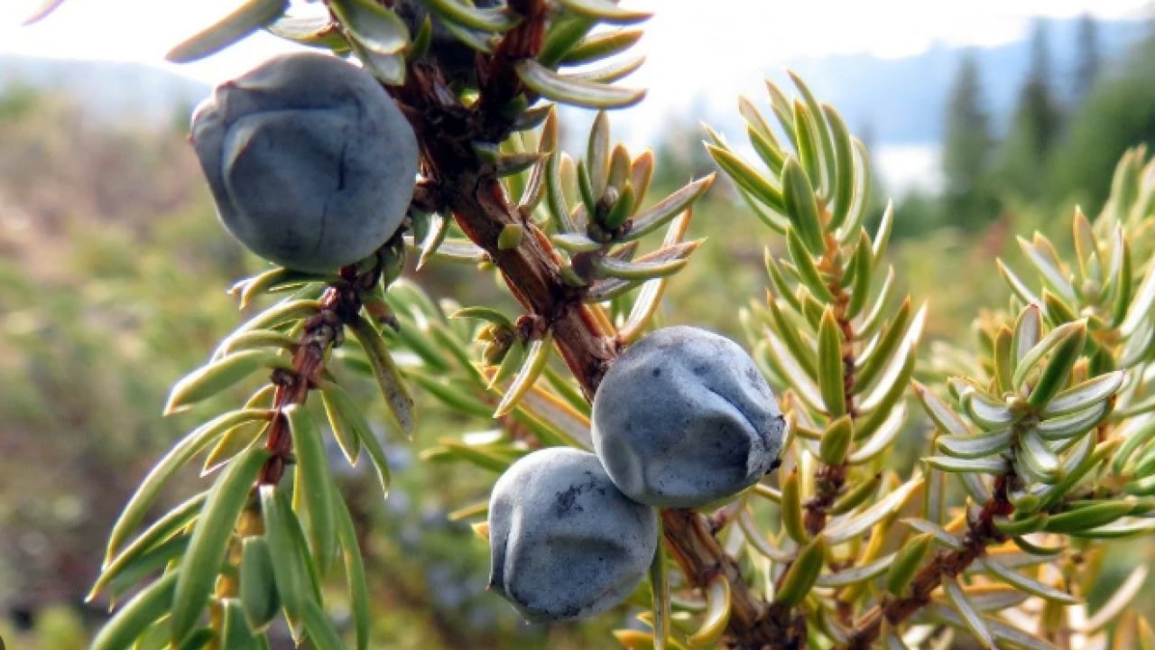 Foto - İbn-i Sina asırlar önce kaleme aldı: Akciğerlere ve kalbe iyi geliyor