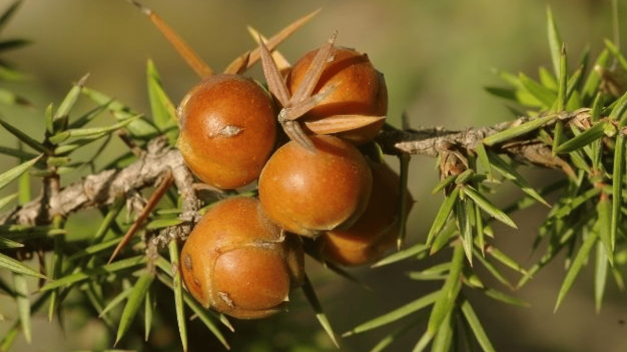 Foto - İbn-i Sina asırlar önce kaleme aldı: Akciğerlere ve kalbe iyi geliyor
