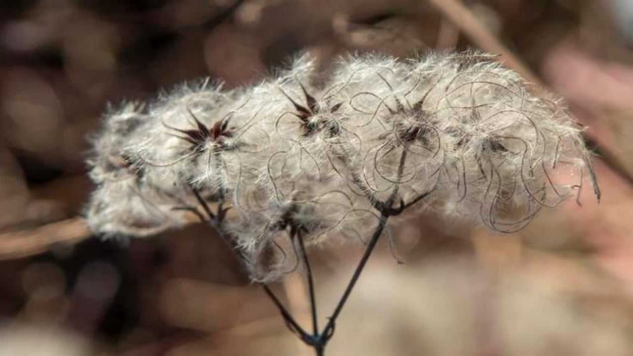 Foto - İbn-i Sina taaa bin yıl önce önermiş! Bu sebze vücuda adeta reset atıyor, baştan aşağı temizliyor