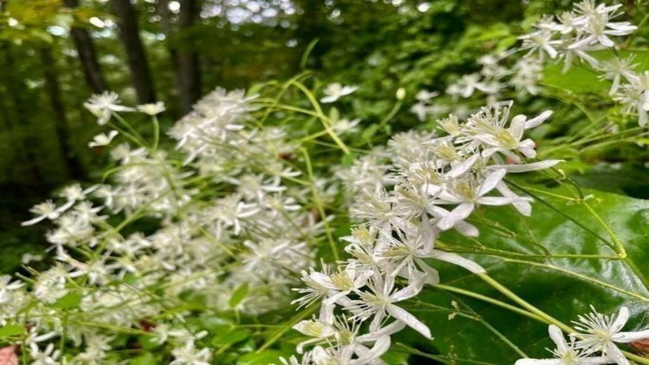 Foto - İbn-i Sina taaa bin yıl önce önermiş! Bu sebze vücuda adeta reset atıyor, baştan aşağı temizliyor