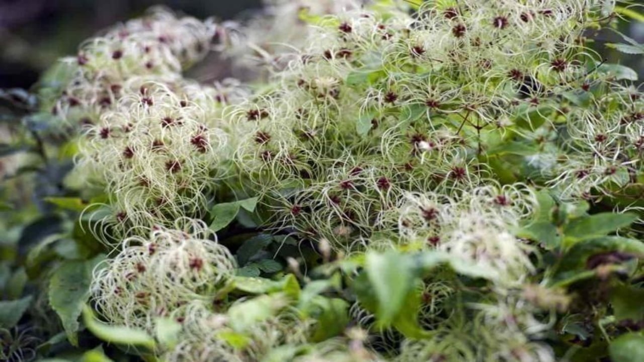 Foto - İbn-i Sina taaa bin yıl önce önermiş! Bu sebze vücuda adeta reset atıyor, baştan aşağı temizliyor