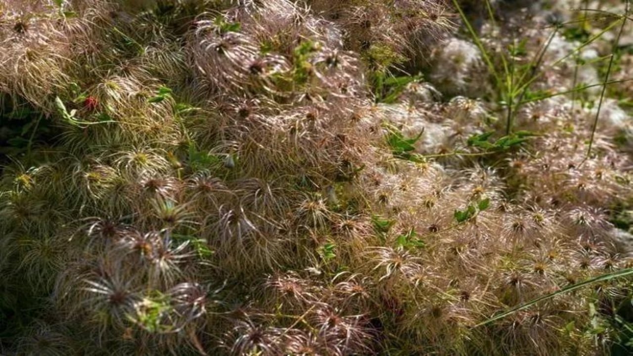 Foto - İbn-i Sina taaa bin yıl önce önermiş! Bu sebze vücuda adeta reset atıyor, baştan aşağı temizliyor