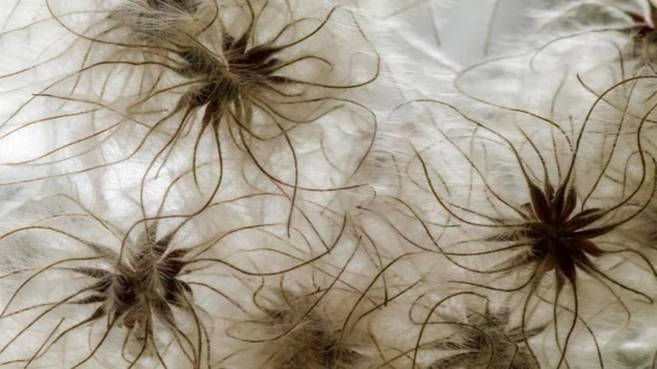 Foto - İbn-i Sina taaa bin yıl önce önermiş! Bu sebze vücuda adeta reset atıyor, baştan aşağı temizliyor