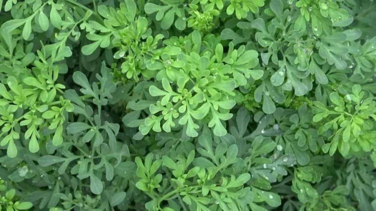 Foto - İbn-i Sina taaa bin yıl önce önermiş! Bu sebze vücuda adeta reset atıyor, baştan aşağı temizliyor