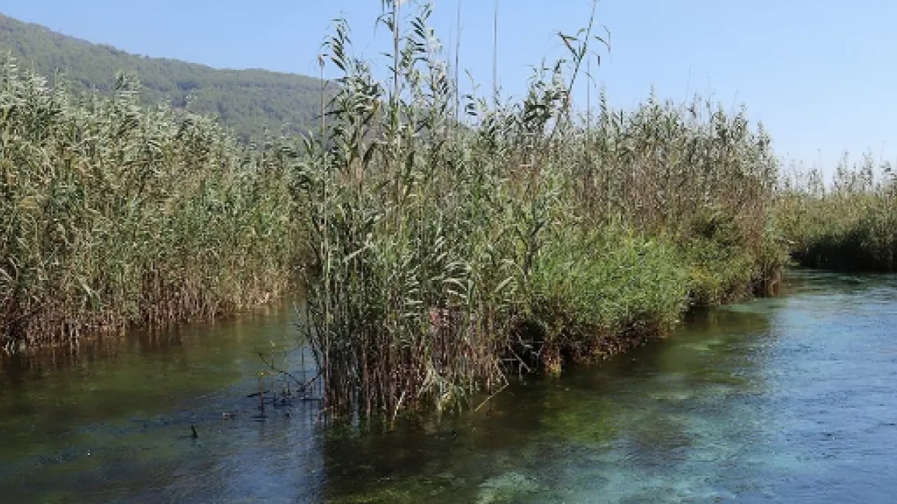Foto - İbn-i Sina yüzyıllar önce uyardı! Doğru kullanılırsa şifa, kucağa kaçarsa fena...
