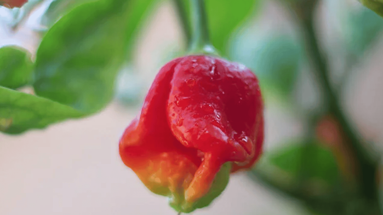 Foto - İbn-i Sina'nın 1000 yıllık tarifi: Öksürük acı biberle geçecek... Evde öksürüğü ne keser? Çözümü mümkün mü? 