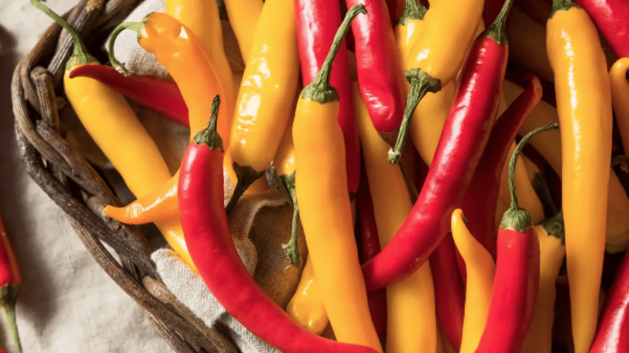 Foto - İbn-i Sina'nın 1000 yıllık tarifi: Öksürük acı biberle geçecek... Evde öksürüğü ne keser? Çözümü mümkün mü? 