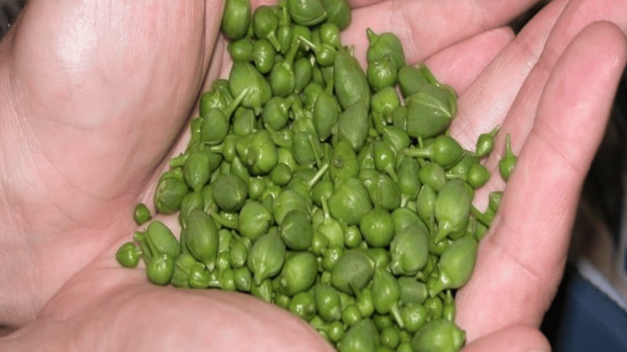 Foto - İbn-i Sina'nın bin yıl önce hazırladığı sağlık reçetesi ortaya çıktı! O reçete: Mutlaka bunları yapın! Sağlığınızı koruyun