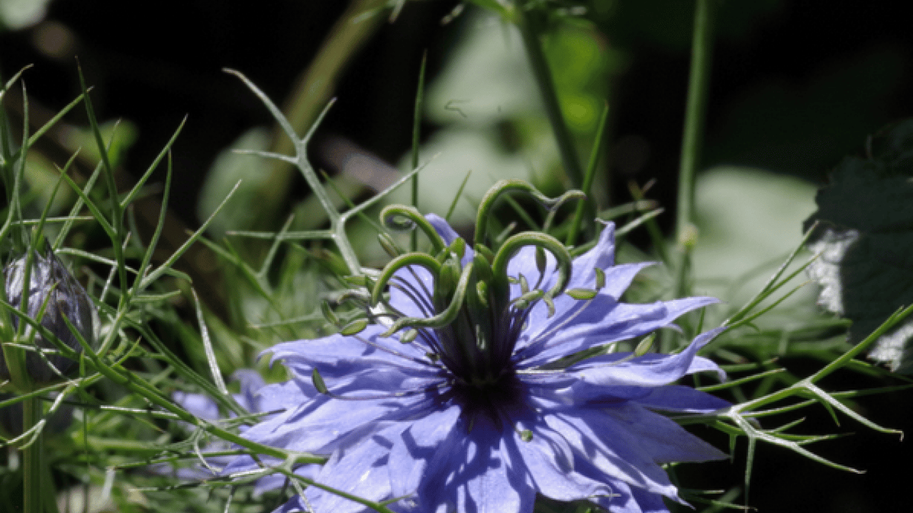 Foto - İbn-i Sina'nın çörek otu: Dolabının baş köşesinde duruyor! 1000 yıllık şifa kitabında yazdı! 
