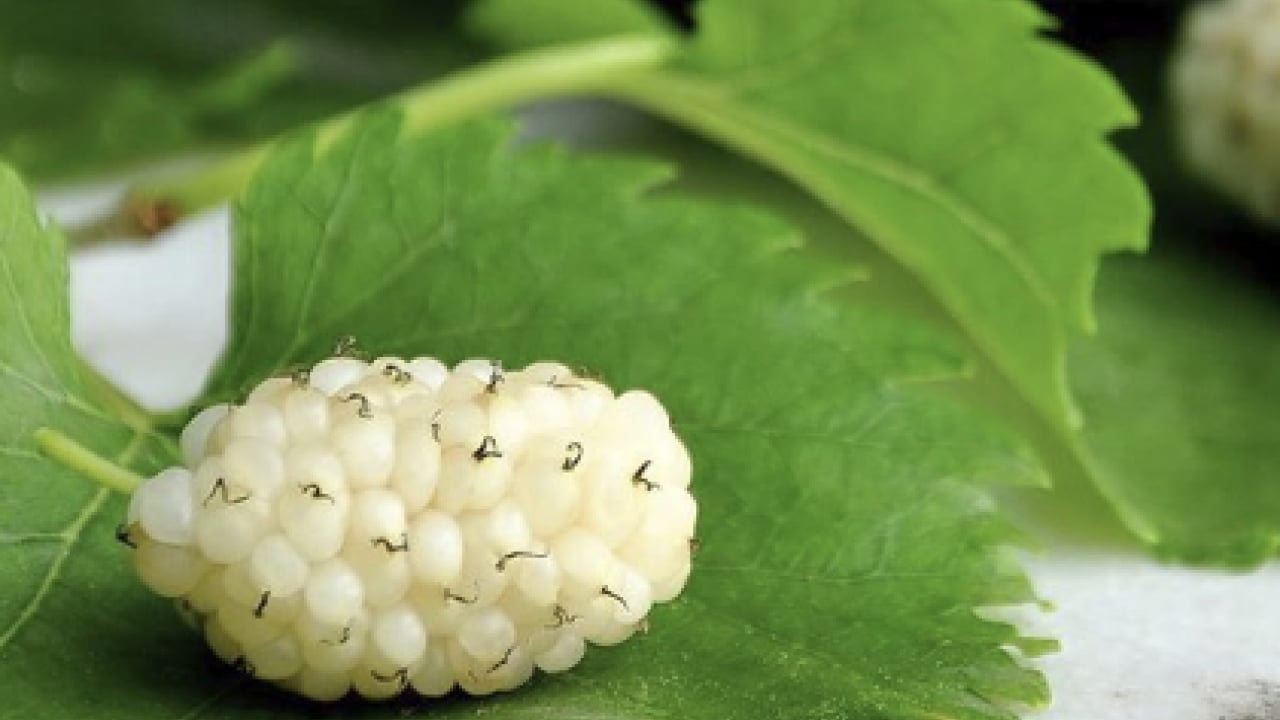 Foto - İbrahim Saraçoğlu: Osmanlı padişahları bile kullanıyordu! Etkili oluyor