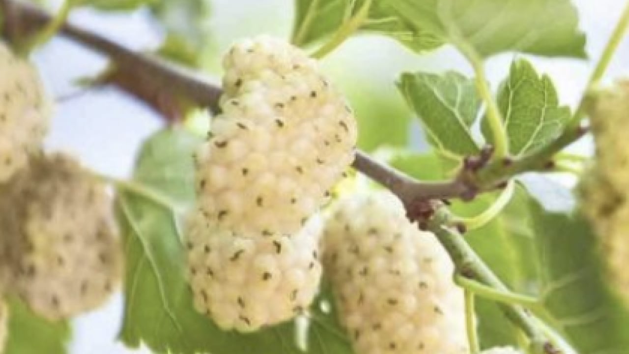 Foto - İbrahim Saraçoğlu: Osmanlı padişahları bile kullanıyordu! Etkili oluyor