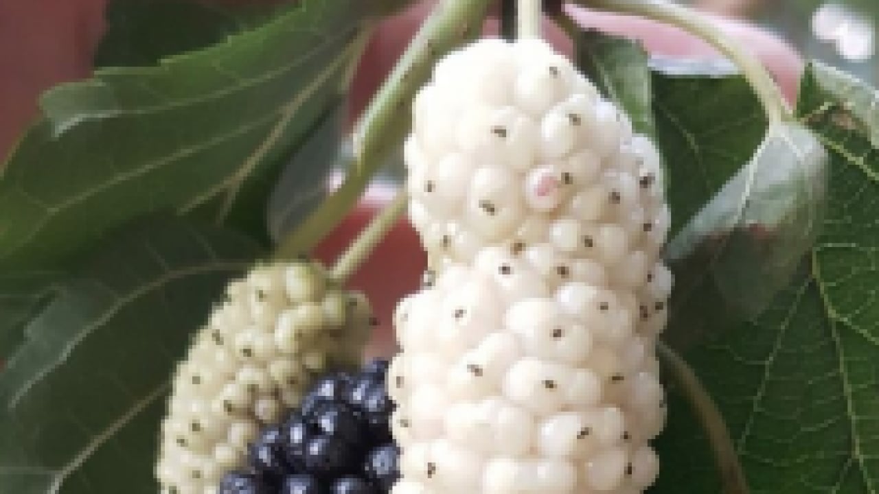 Foto - İbrahim Saraçoğlu: Osmanlı padişahları bile kullanıyordu! Etkili oluyor