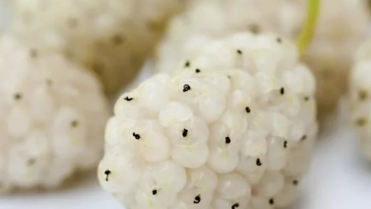 Foto - İbrahim Saraçoğlu: Osmanlı padişahları bile kullanıyordu! Etkili oluyor