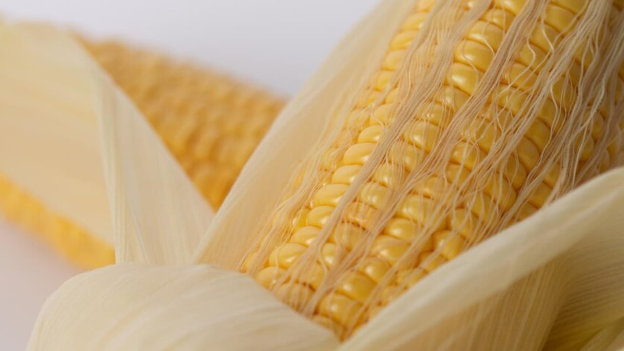 Foto - İbrahim Saraçoğlu'ndan mısır püskülü kürü: Çay içine koyun! Böbrekteki taşı kuma çeviriyor, kepeği söküyor