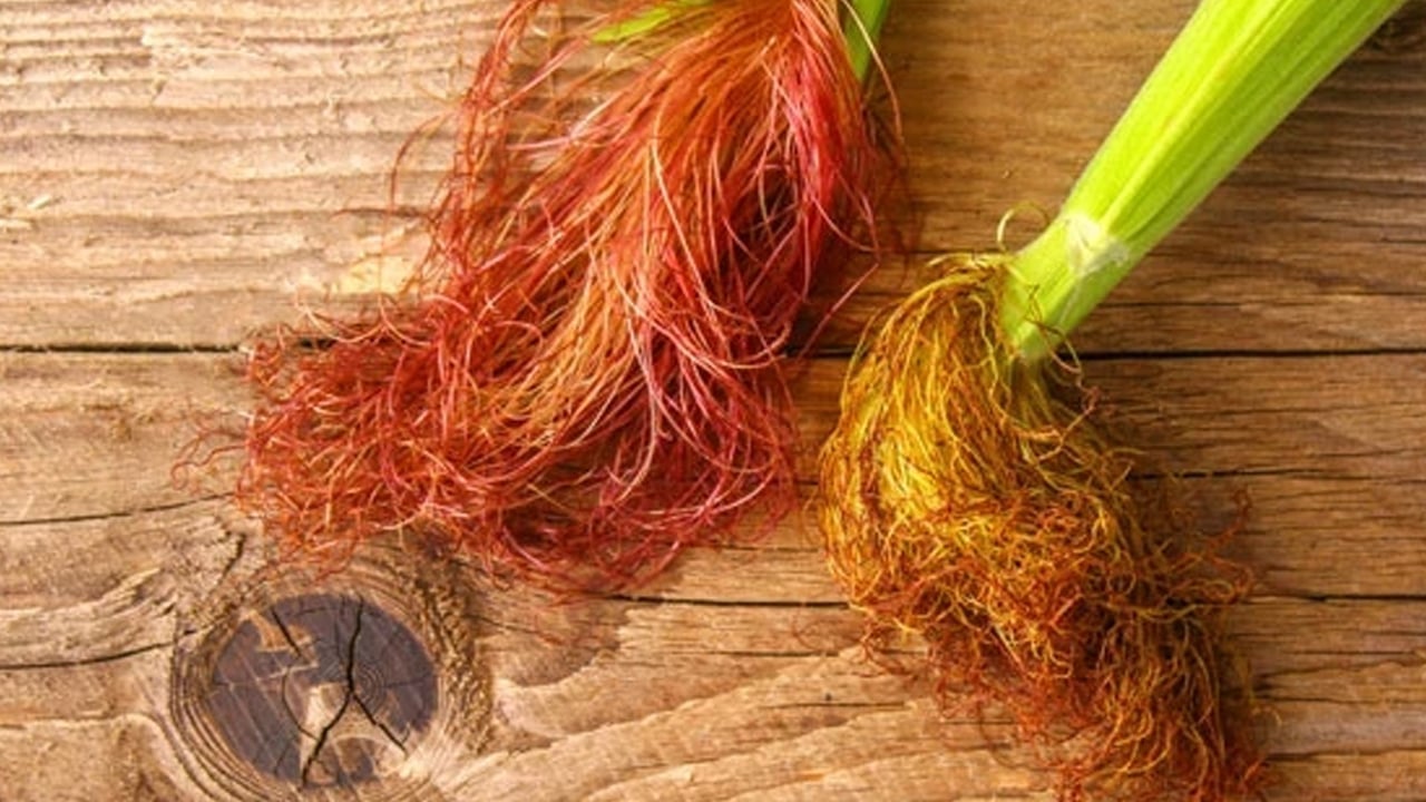 Foto - İbrahim Saraçoğlu'ndan mısır püskülü kürü: Çay içine koyun! Böbrekteki taşı kuma çeviriyor, kepeği söküyor