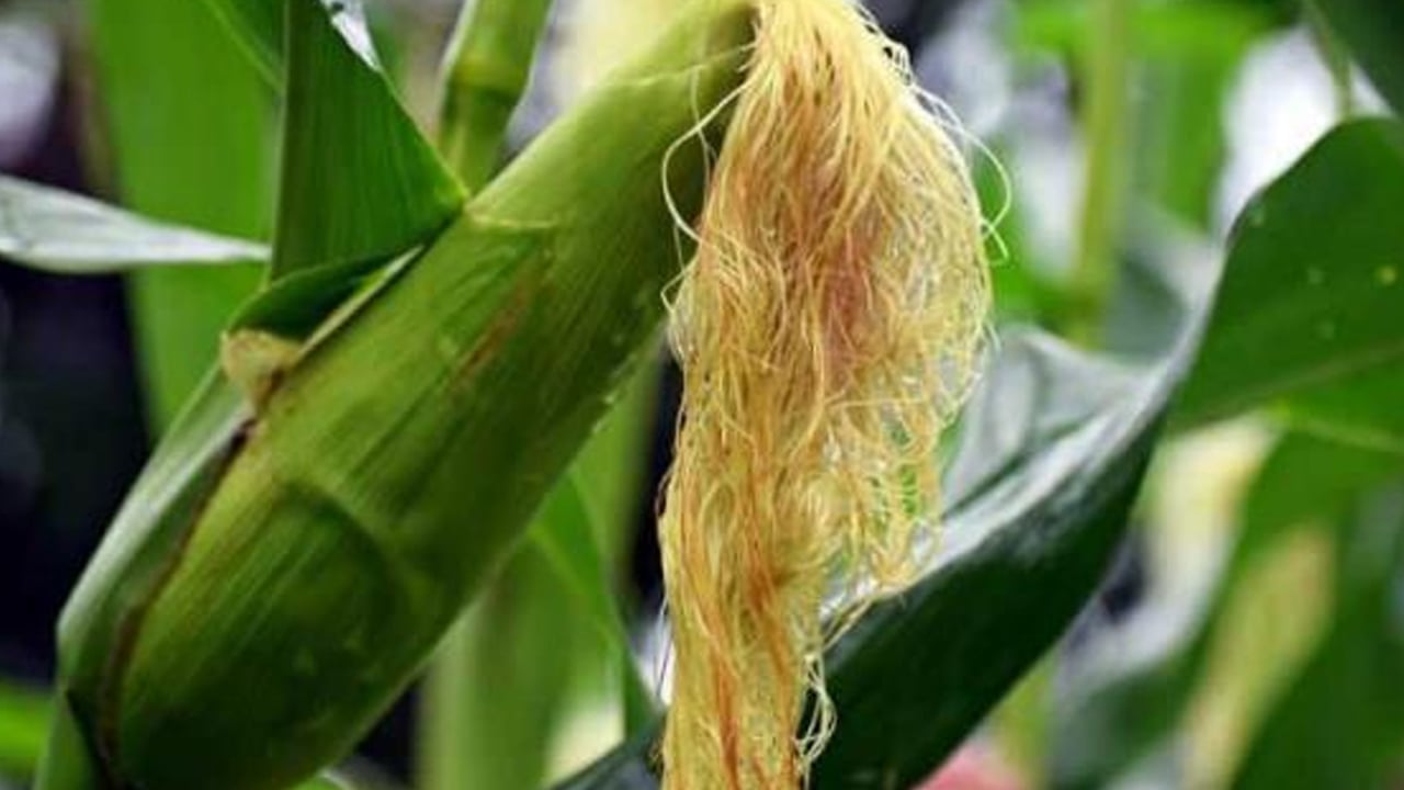 Foto - İbrahim Saraçoğlu'ndan mısır püskülü kürü: Çay içine koyun! Böbrekteki taşı kuma çeviriyor, kepeği söküyor