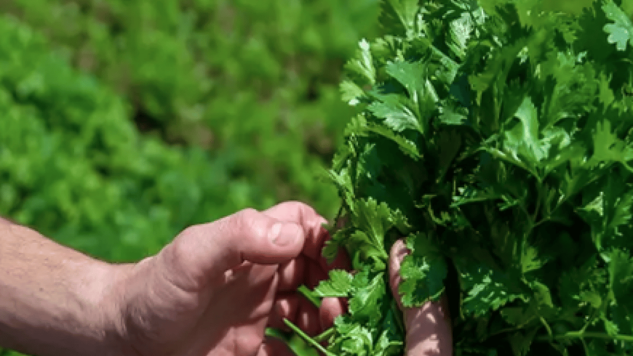 Foto - İbrahim Saraçoğlu'ndan tıkalı damarlara çözüm kürü: Sadece 2 malzemeyle yok ediyor!