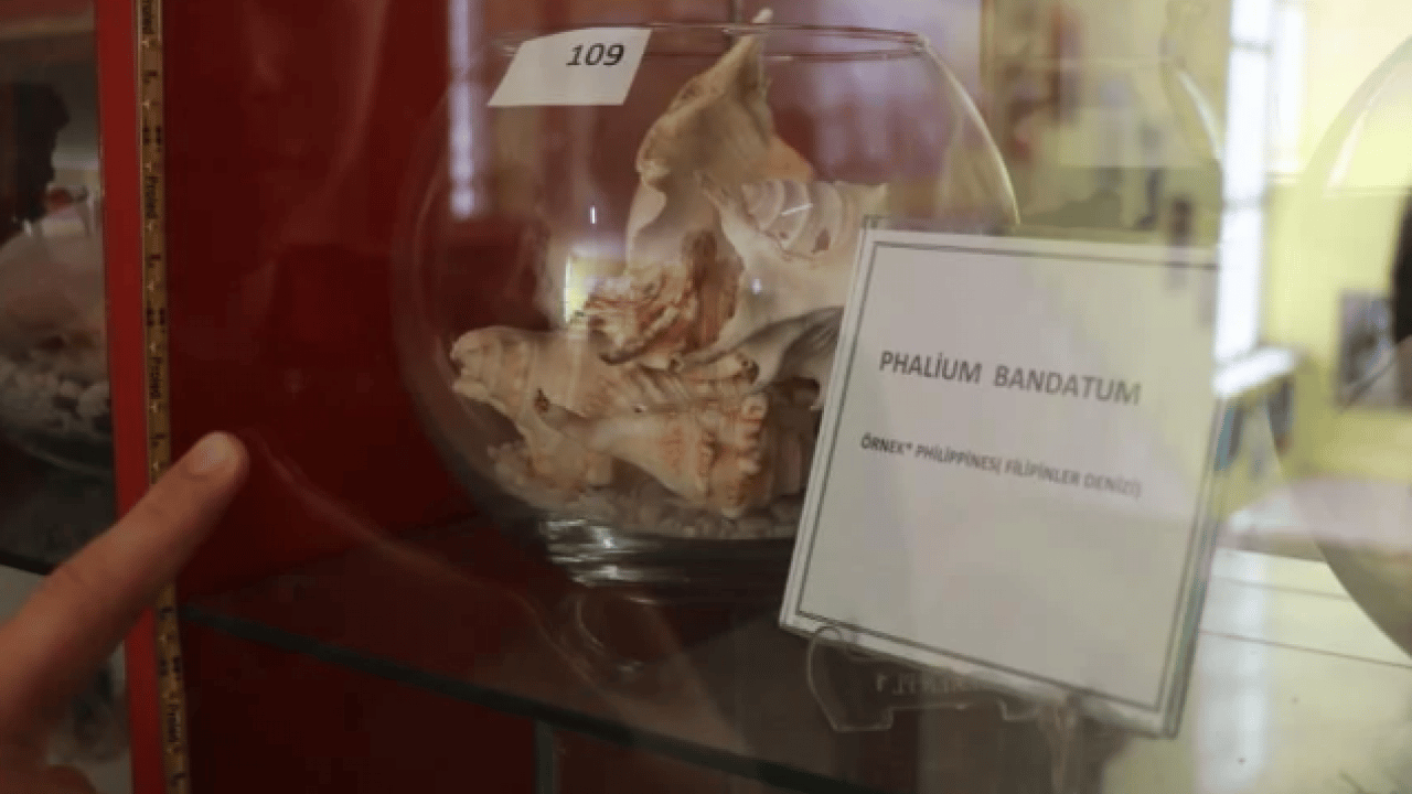 Foto - İçinden çıkanı görünce inanamadı! Yerde bulduğu yumurta hayatını değiştirdi