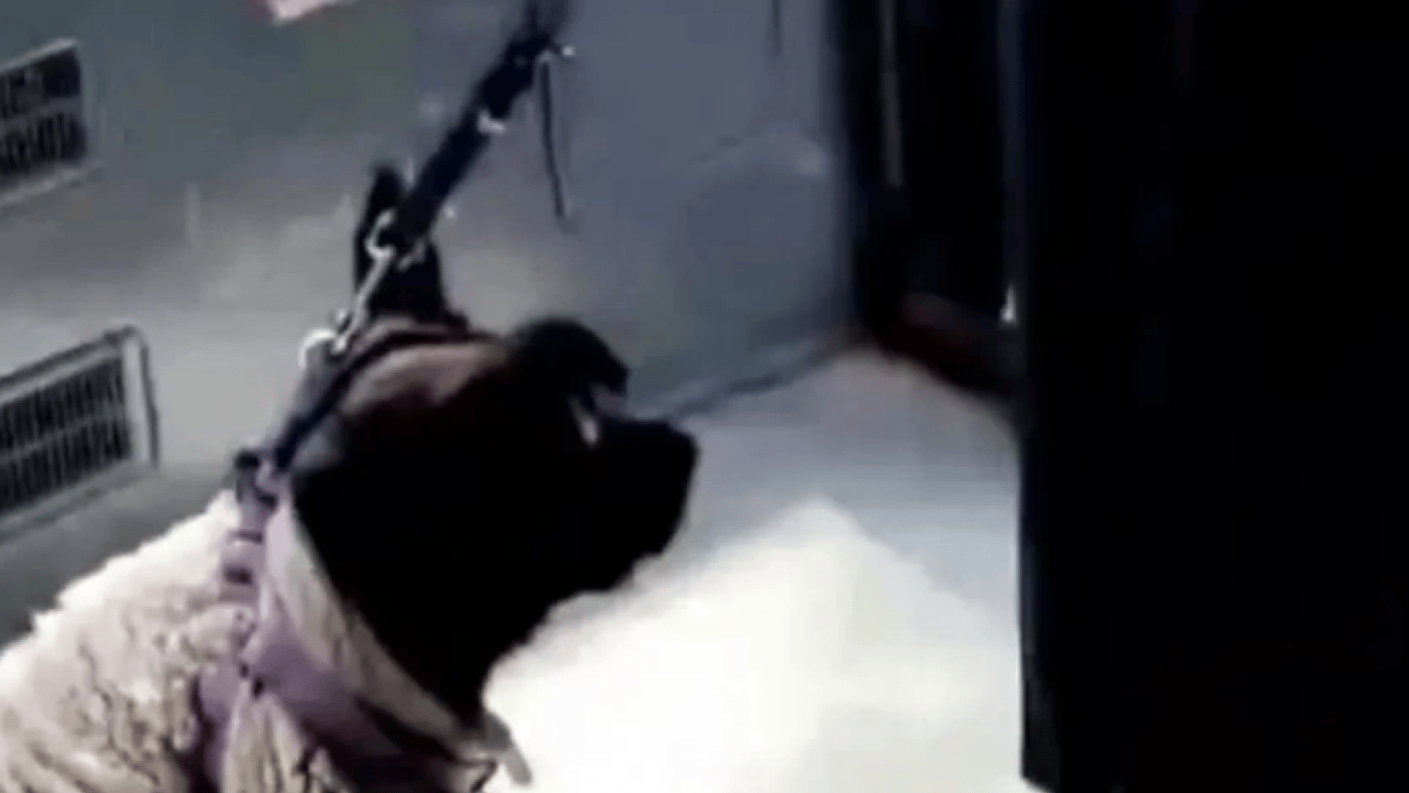 Foto - İETT otobüsünde tehditler savurmuştu! Magandanın ifadesi ortaya çıktı