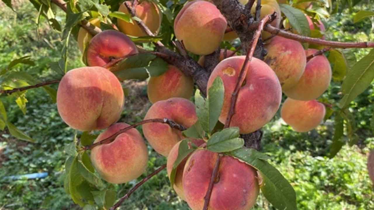 Foto - Gıda devi iflas etti: 420 bin şeftali ağacı sökülecek, tonlarca ürün imha edilecek