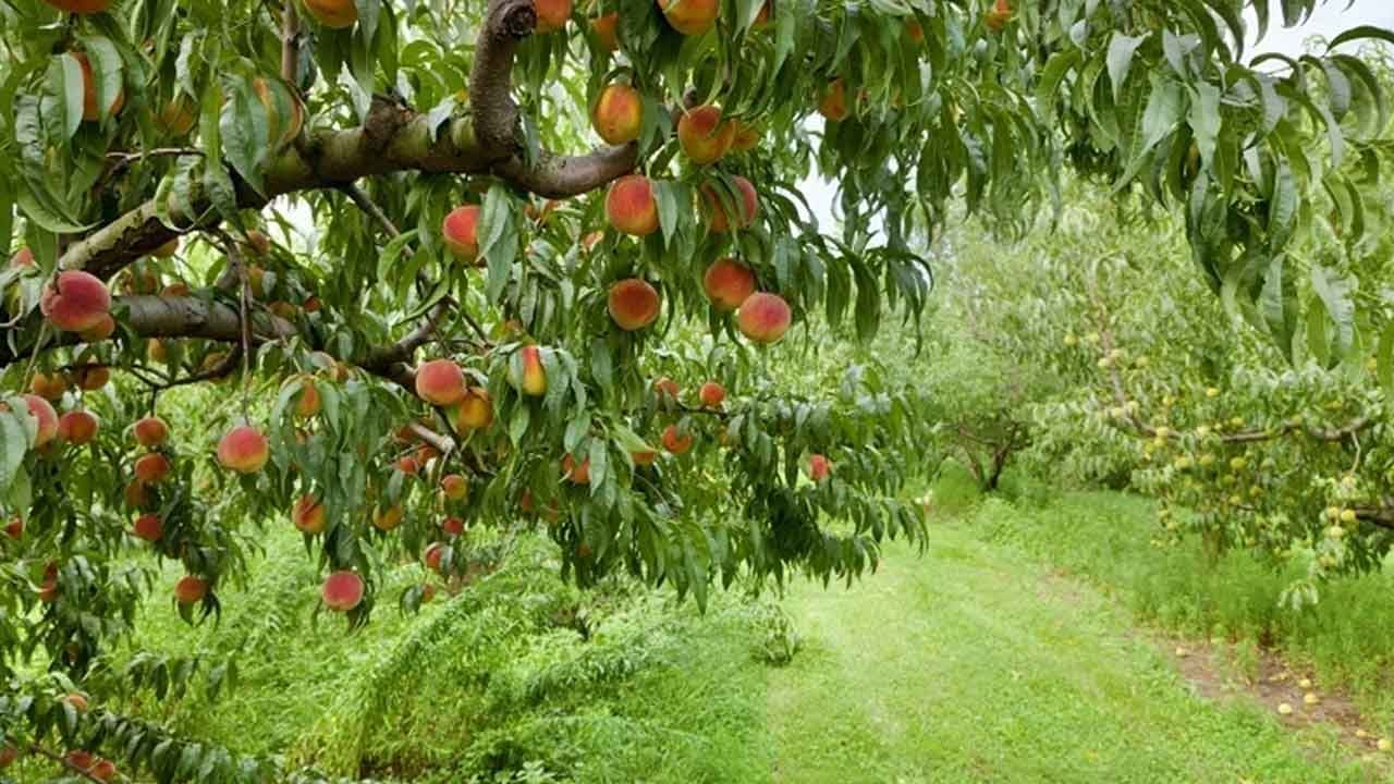Gıda devi iflas etti: 420 bin şeftali ağacı sökülecek, tonlarca ürün imha edilecek