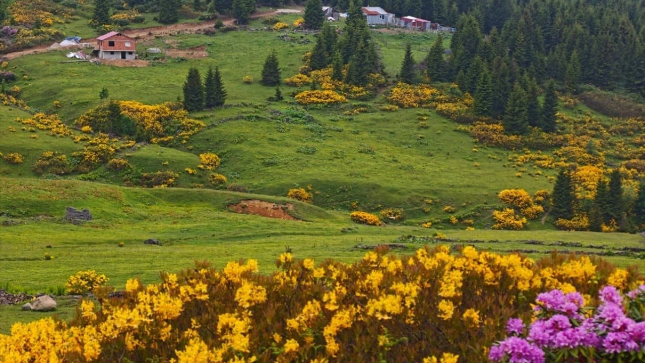 Foto - İki ilin sınırları arasında yer alıyor! Sis Dağı Yaylası çiçeklerle renklendi