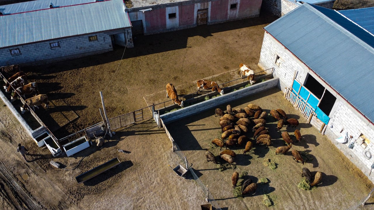 İki inekle başladı, sürü sahibi oldu! Devlet desteğiyle hayatı değişti
