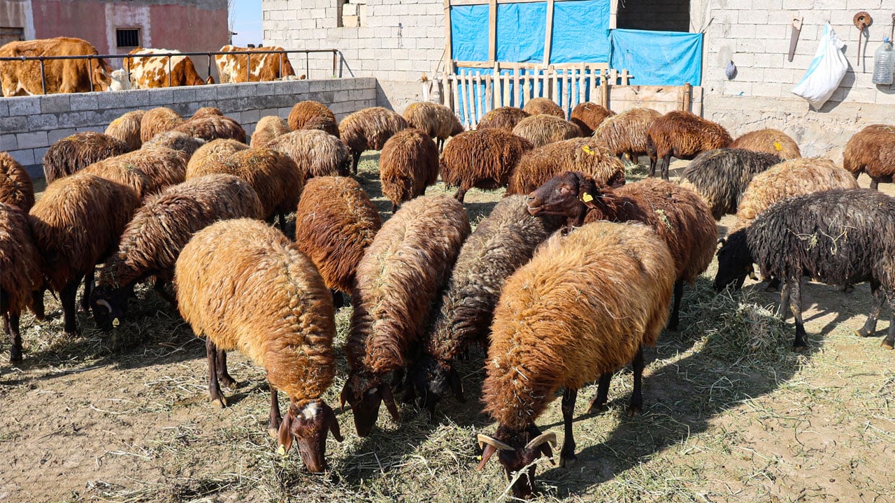 Foto - İki inekle başladı, sürü sahibi oldu! Devlet desteğiyle hayatı değişti