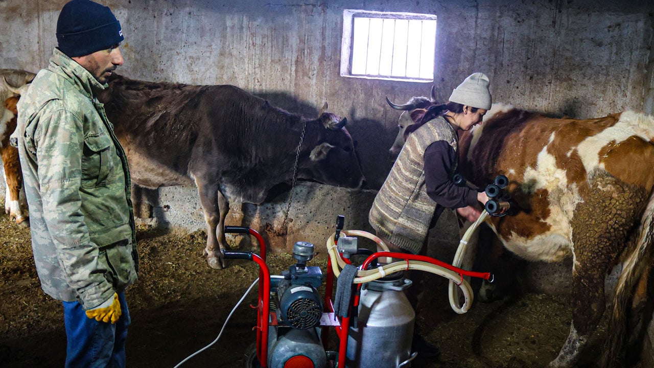 Foto - İki inekle başladı, sürü sahibi oldu! Devlet desteğiyle hayatı değişti