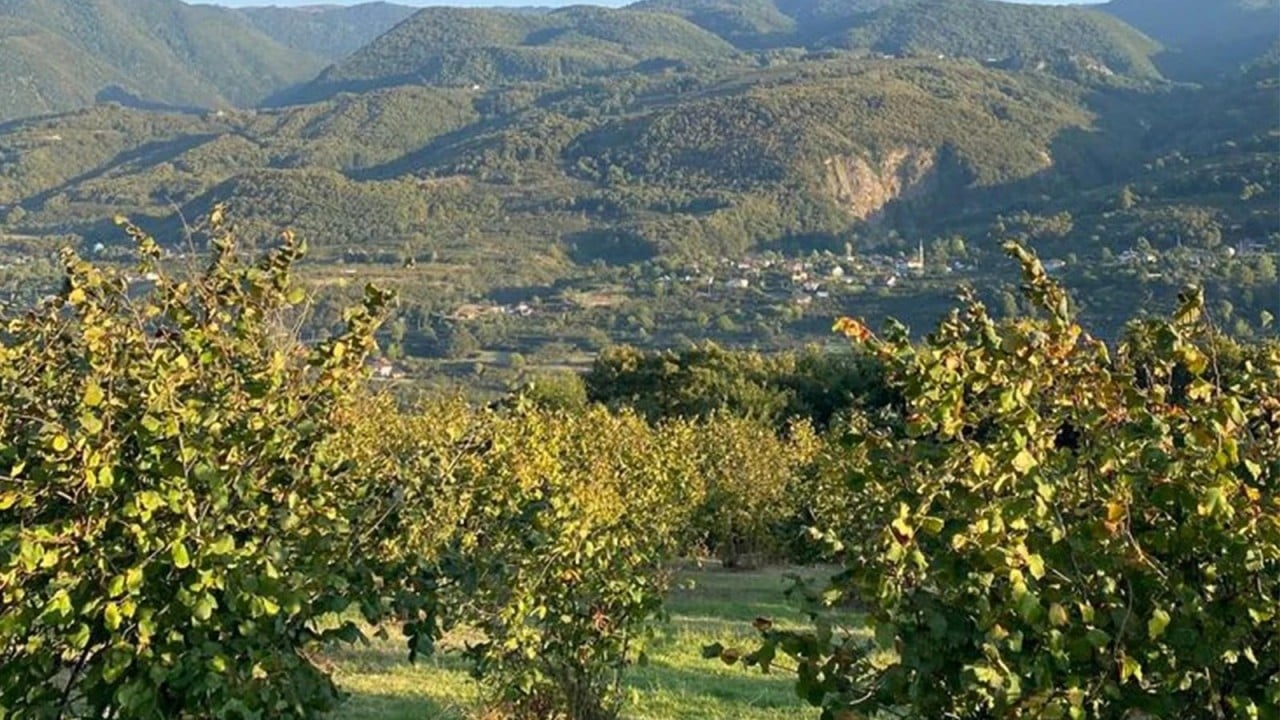 Foto - İklim değişikliği fındığı vurdu Karadeniz’de kırmızı alarm
