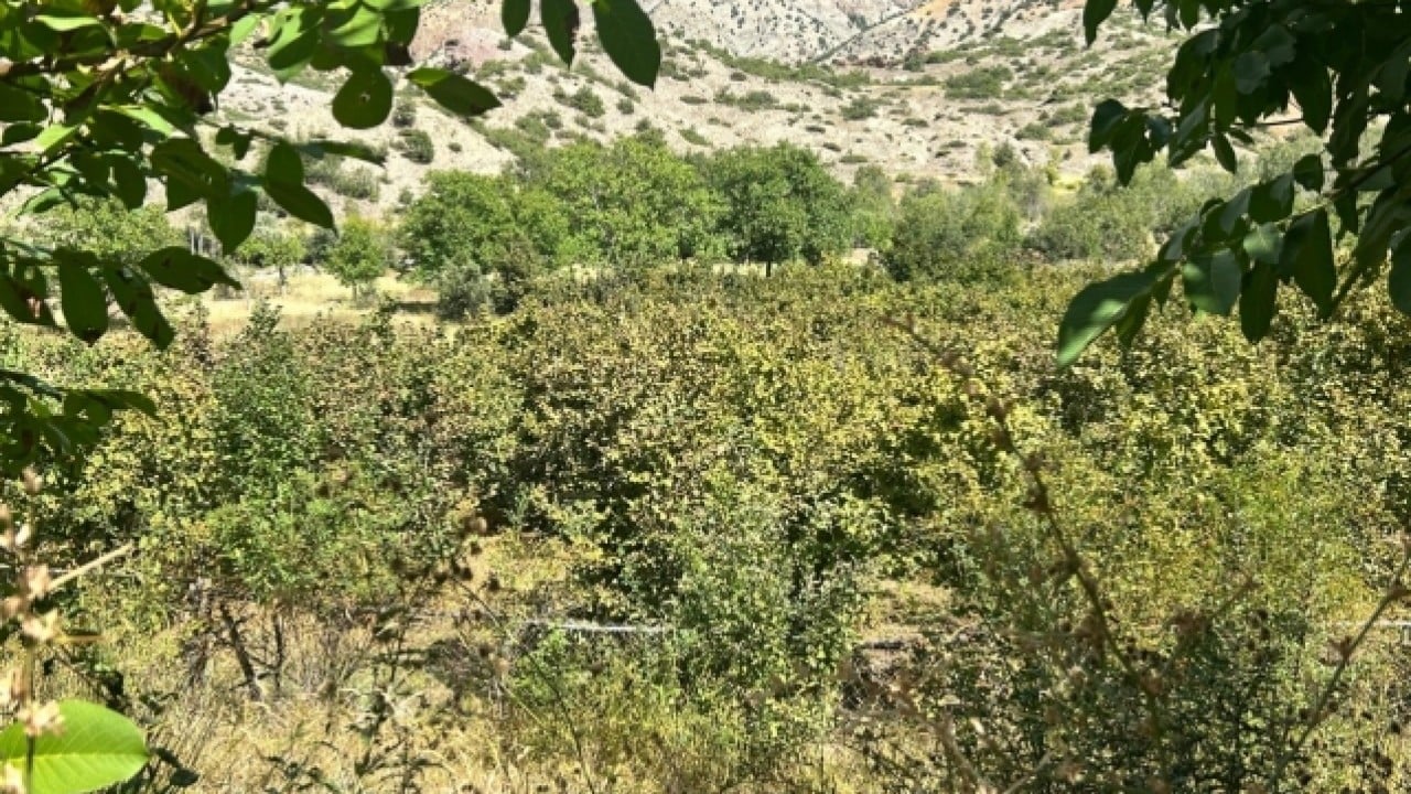 Foto - İklim değişikliği fındığı vurdu Karadeniz’de kırmızı alarm