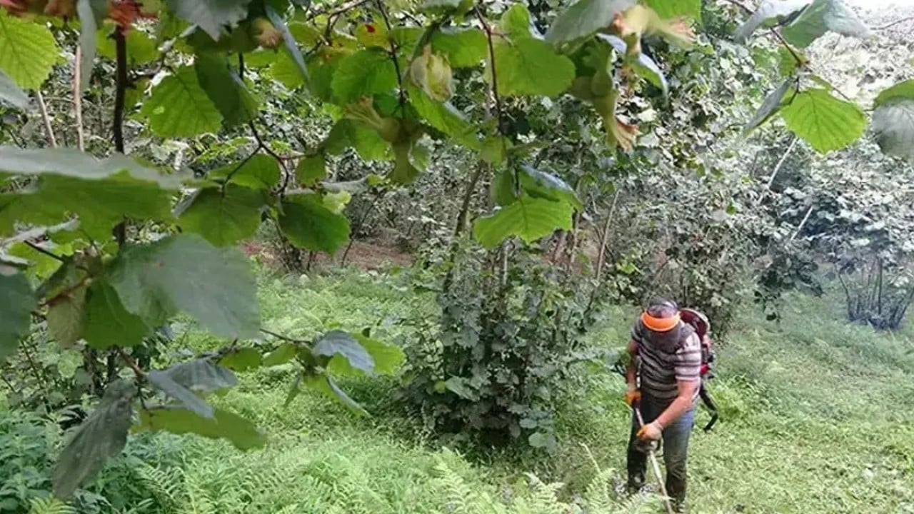 Foto - İklim değişikliği fındığı vurdu Karadeniz’de kırmızı alarm