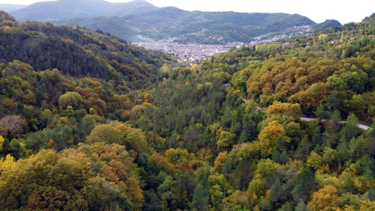 Foto - İklim değişikliğiyle mücadelede en kilit rol ormanların! 